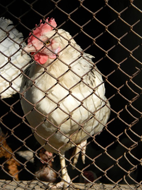 Horfo