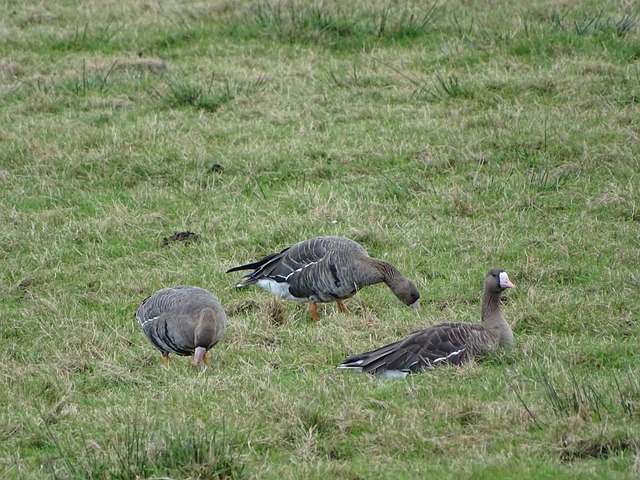 理解足球比 理解足球比